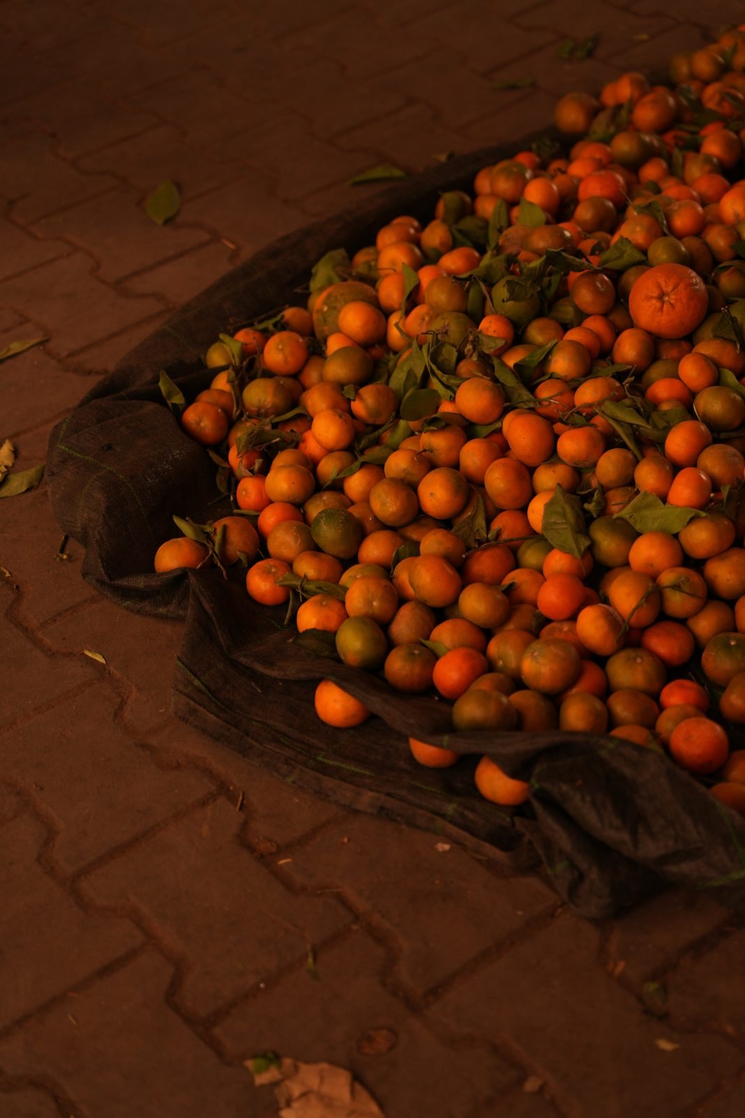 oranges at the Souk El Had, Agadir